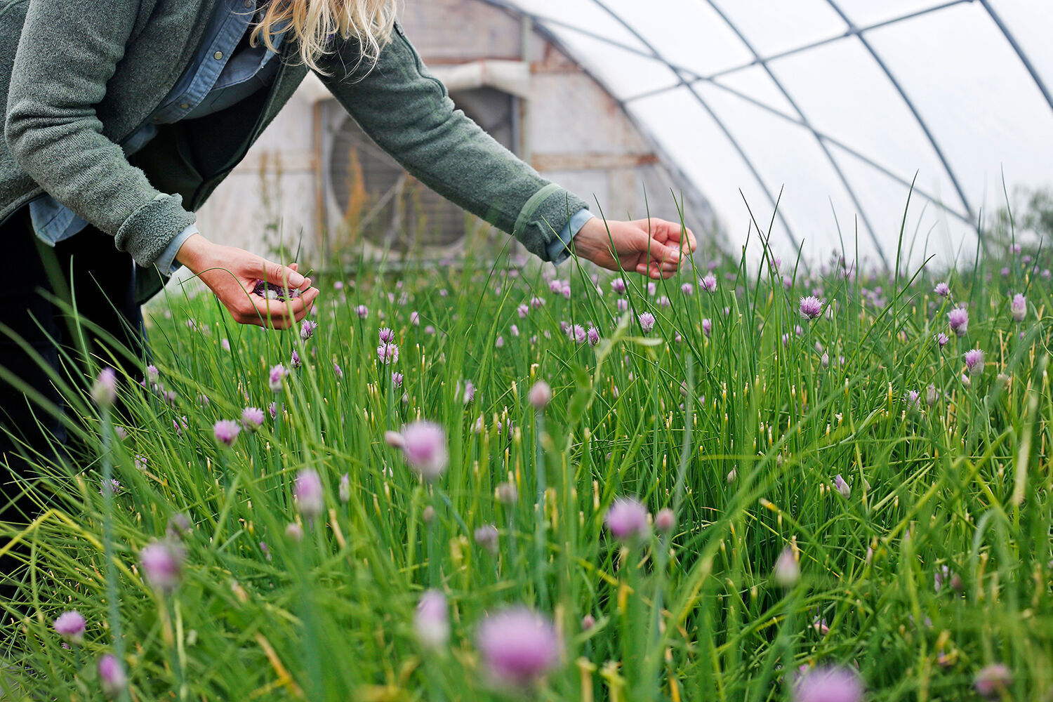 Purple Sage chives